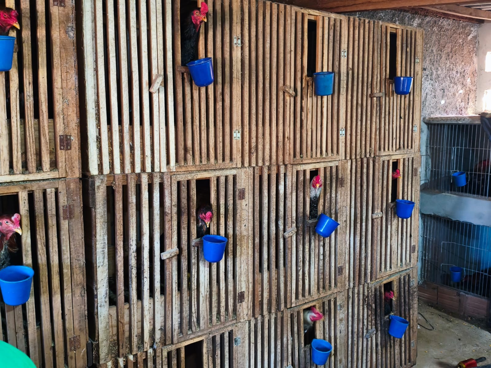 Guarda descobre rinha e resgata 16 galos em Mogi Mirim; 11 pessoas foram detidas