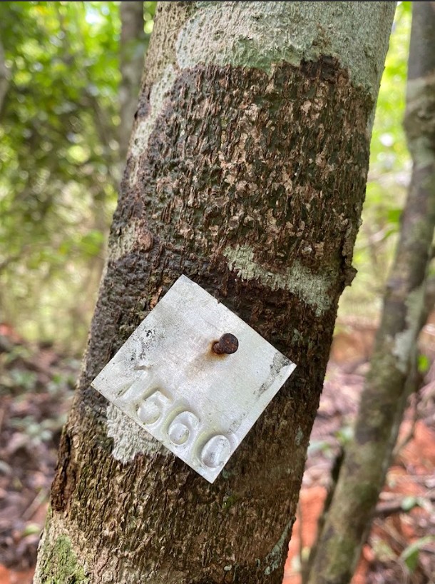 Demarcação da flora na mata ciliar do Rio Doce. — Foto: Arquivo pessoal
