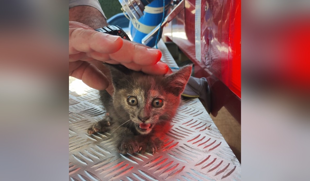 Resgate de gato preso em tubulação de esgoto mobiliza equipe do Corpo de Bombeiros em Angatuba