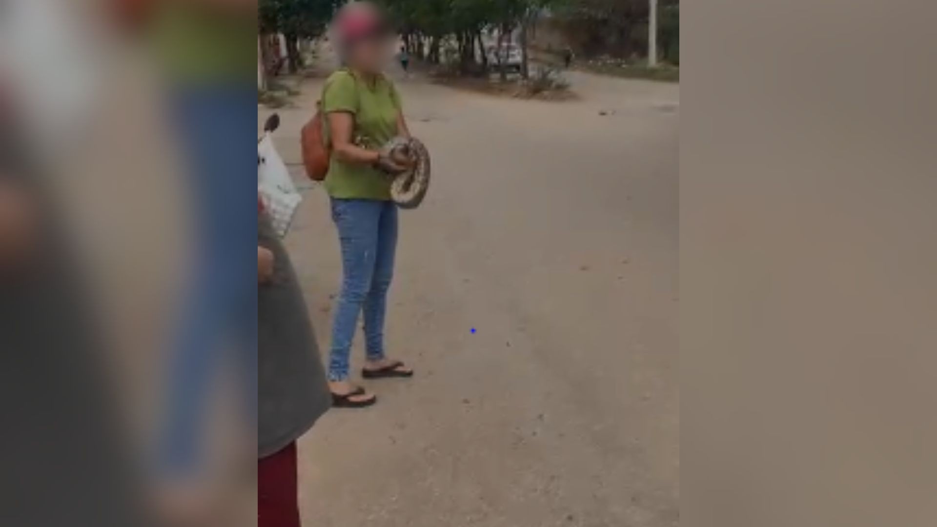VÍDEO: Mulher captura cobra com as mãos e impede o animal de entrar em uma casa de cidade mineira