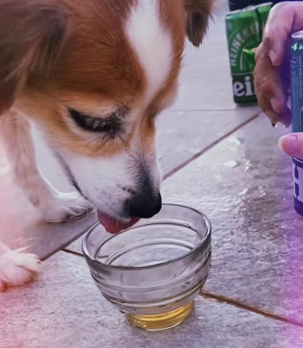 Jovem é multada por dar bebida alcoólica a cachorro e publicar a ação nas redes sociais, em Presidente Epitácio (SP) — Foto: Polícia Ambiental