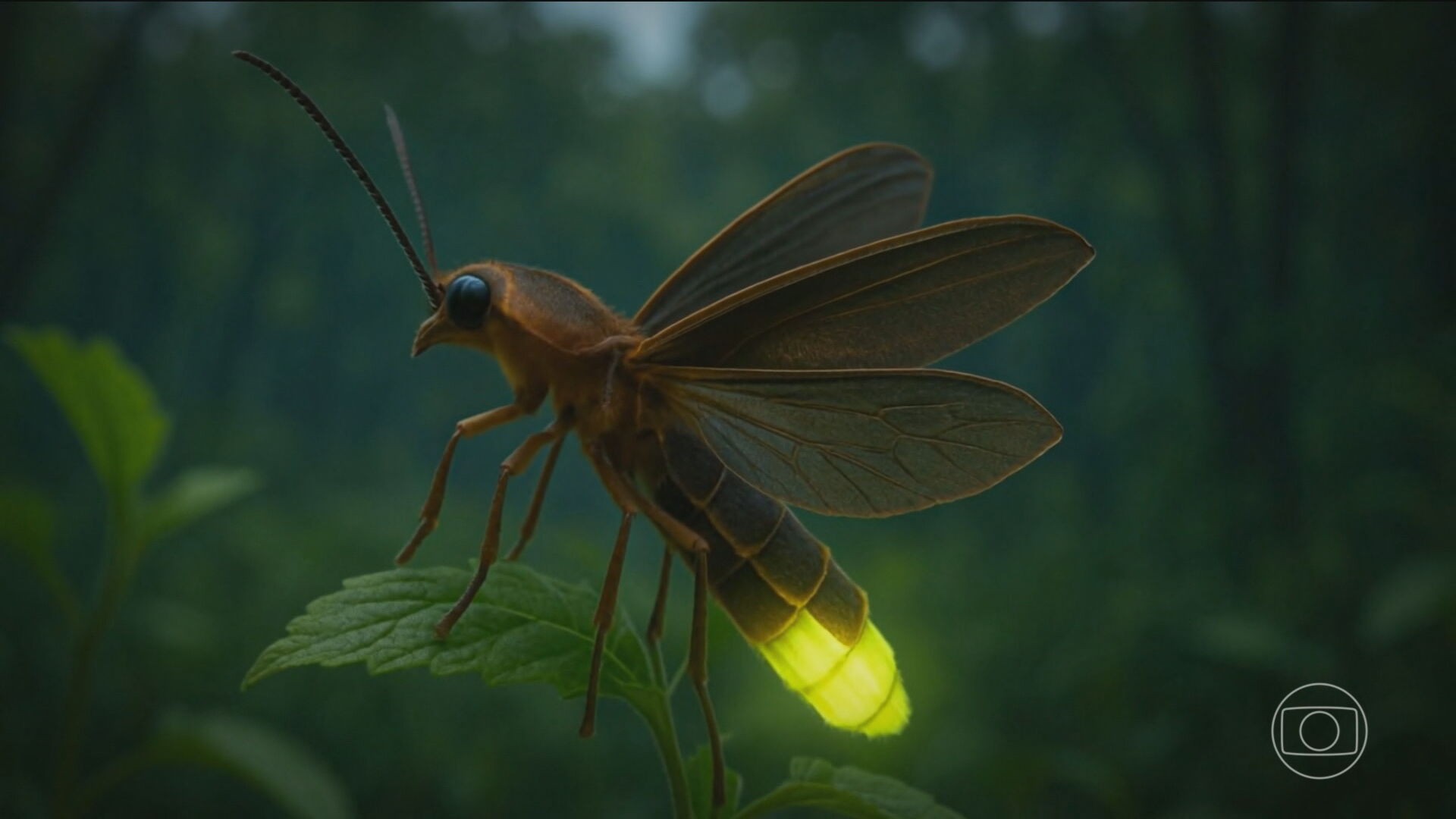 Cientistas alertam para risco de extinção dos vaga-lumes; entenda principais causas