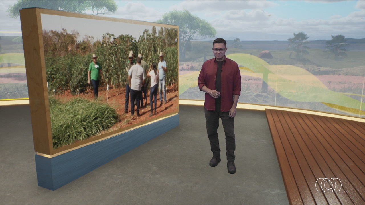 VÍDEOS: Jornal do Campo de domingo, 24 de novembro de 2024