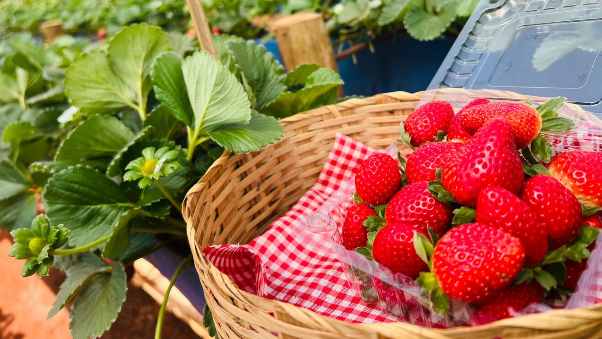 Aposentado encontra nova paixão no cultivo de morangos e transforma sítio em Campo Grande