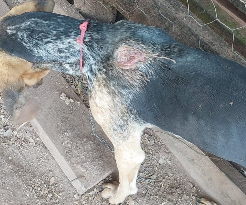 Um dos cães encontrados na propriedade  — Foto: Ibama - MT