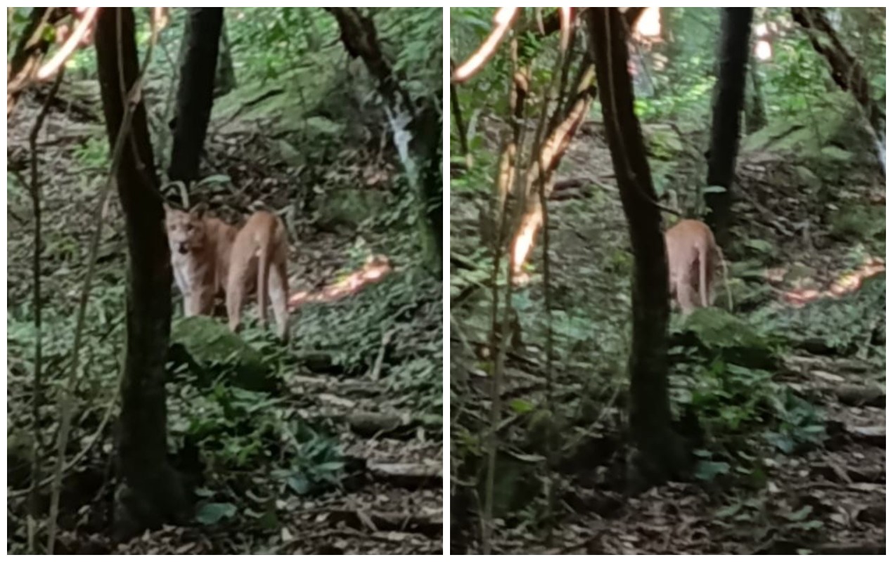 Onça-parda é flagrada caminhando em fazenda de Itu