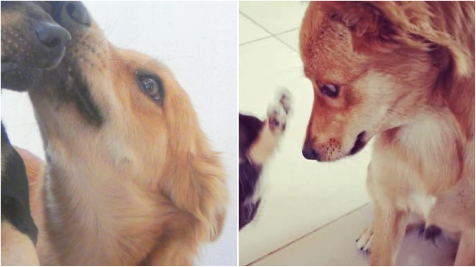 Tutora de cachorra atropelada e jogada em contêiner de lixo lamenta morte: 'Fazia parte da família'