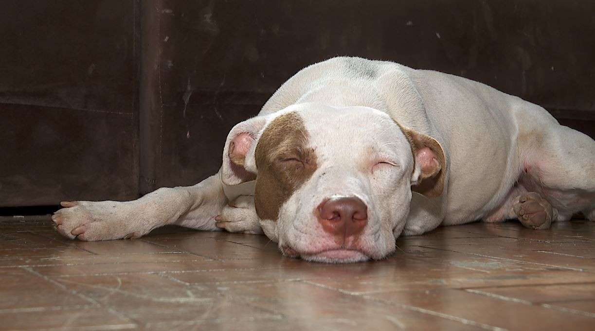 Casal acolhe pitbull que atacou idoso na rua em SP e promete adoção responsável: 'Ele tem um lar agora'