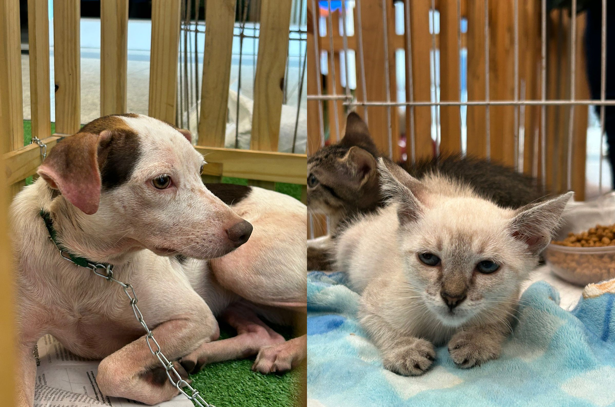 Feira de adoção pet em Belém promove encontro de cães e gatos resgatados com novos lares