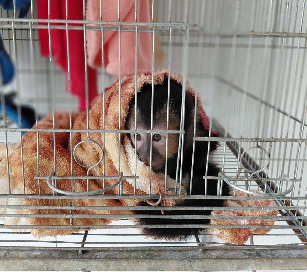 Mais de 170 animais são encontrados em situação de maus-tratos no Oeste de SC; VÍDEO