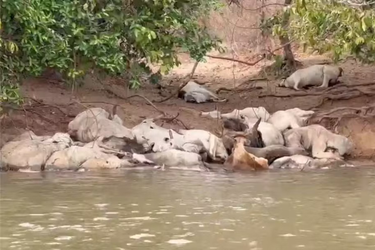 VÍDEO: Gado debilitado volta a aparecer às margens do Rio Taquari em MS; PMA apura maus-tratos