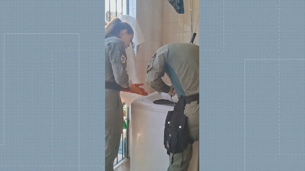 Ao abrir a máquina de lavar, o morador encontrou uma jiboia de cerca de dois metros de comprimento — Foto: Reprodução/TV Globo