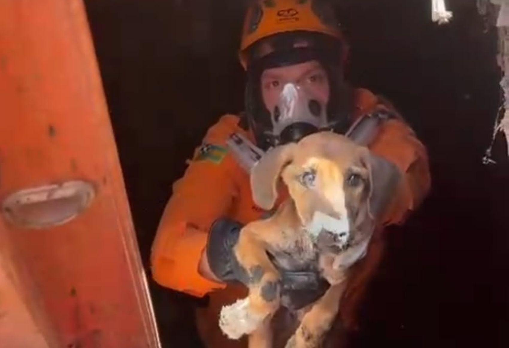 Filhote de cachorro é resgatado após cair em cisterna em Lagarto