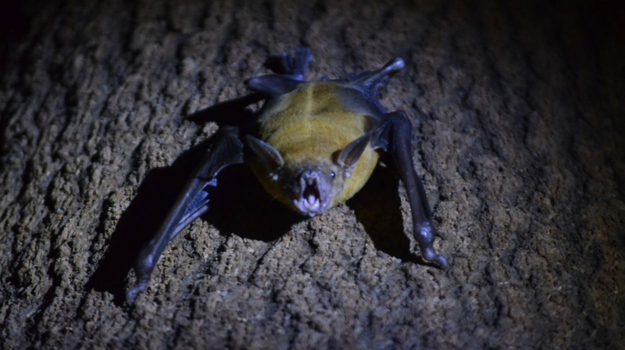 Por que alguns morcegos evitam a lua cheia? Ciência explica