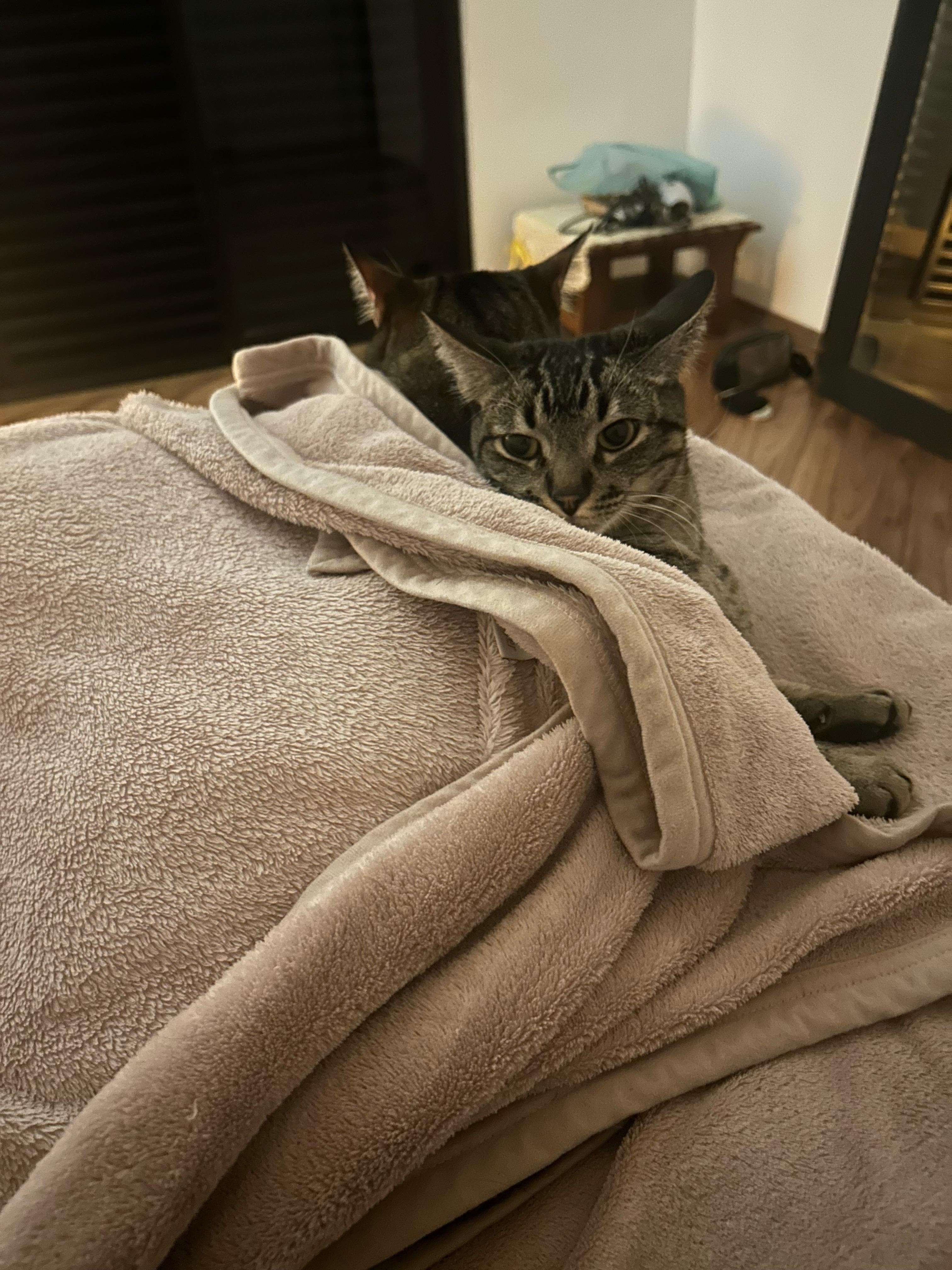 Frio aumenta doenças respiratórias em pets; veja como proteger os bichinhos