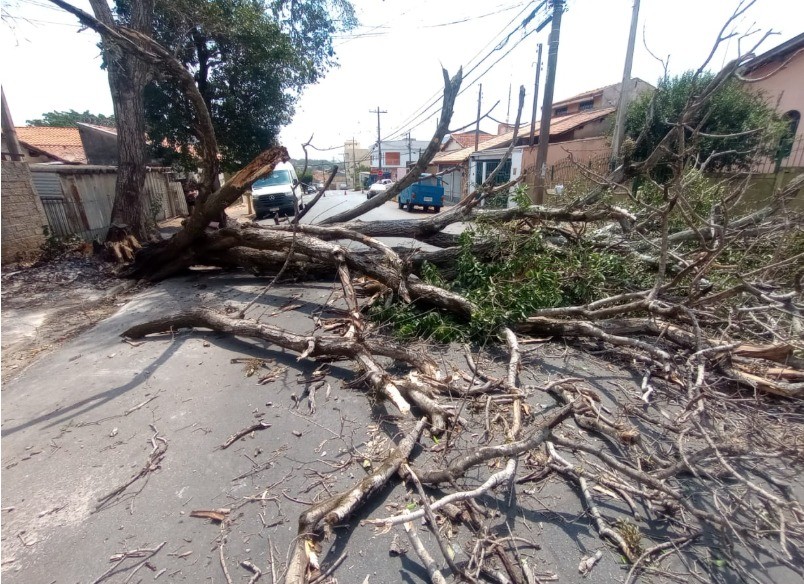 Santa Bárbara tem quedas de árvores de grande porte após alerta de vendaval; veja pontos 