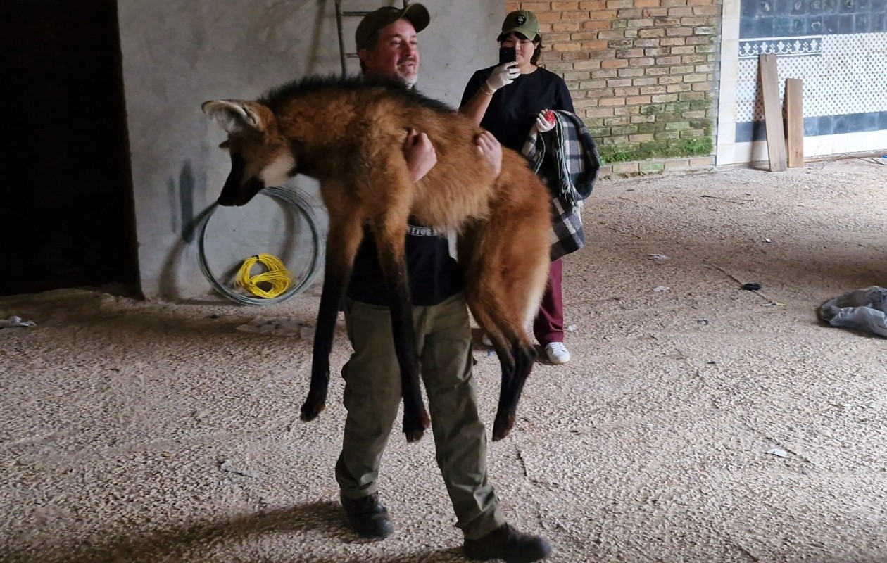 Símbolo da fauna brasileira, lobo-guará é resgatado após invadir residência no interior de SP