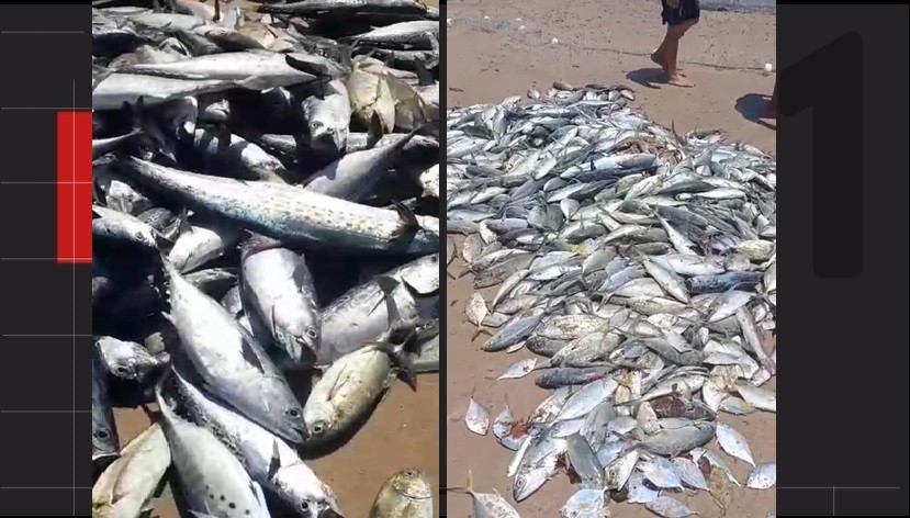 Pescadores do Litoral Sul de Alagoas comemoram a captura de cerca de 5 mil peixes