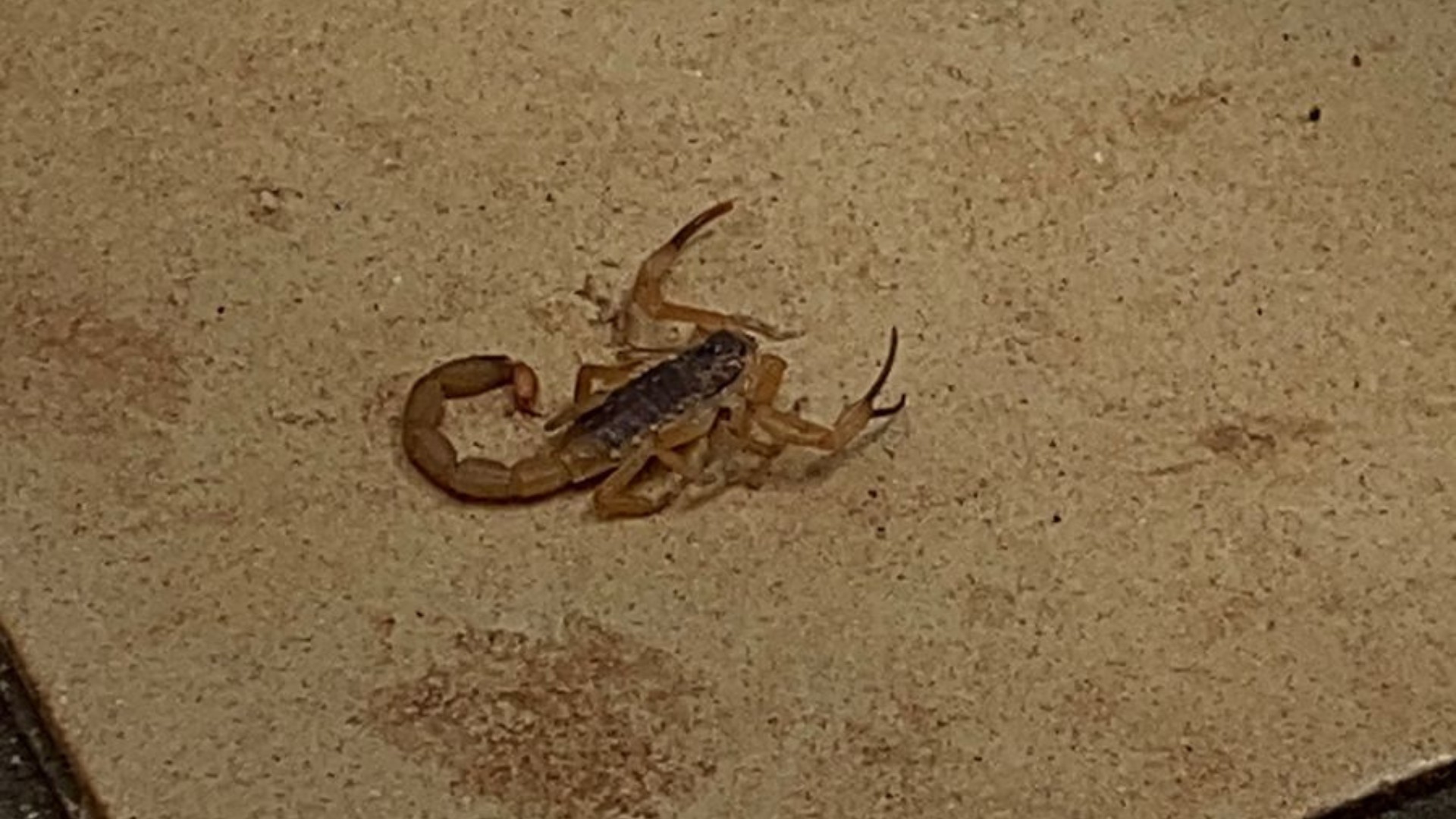 Duas alunas são picadas por escorpião em sala de aula na UFU: ‘entrou dentro da calça’ 