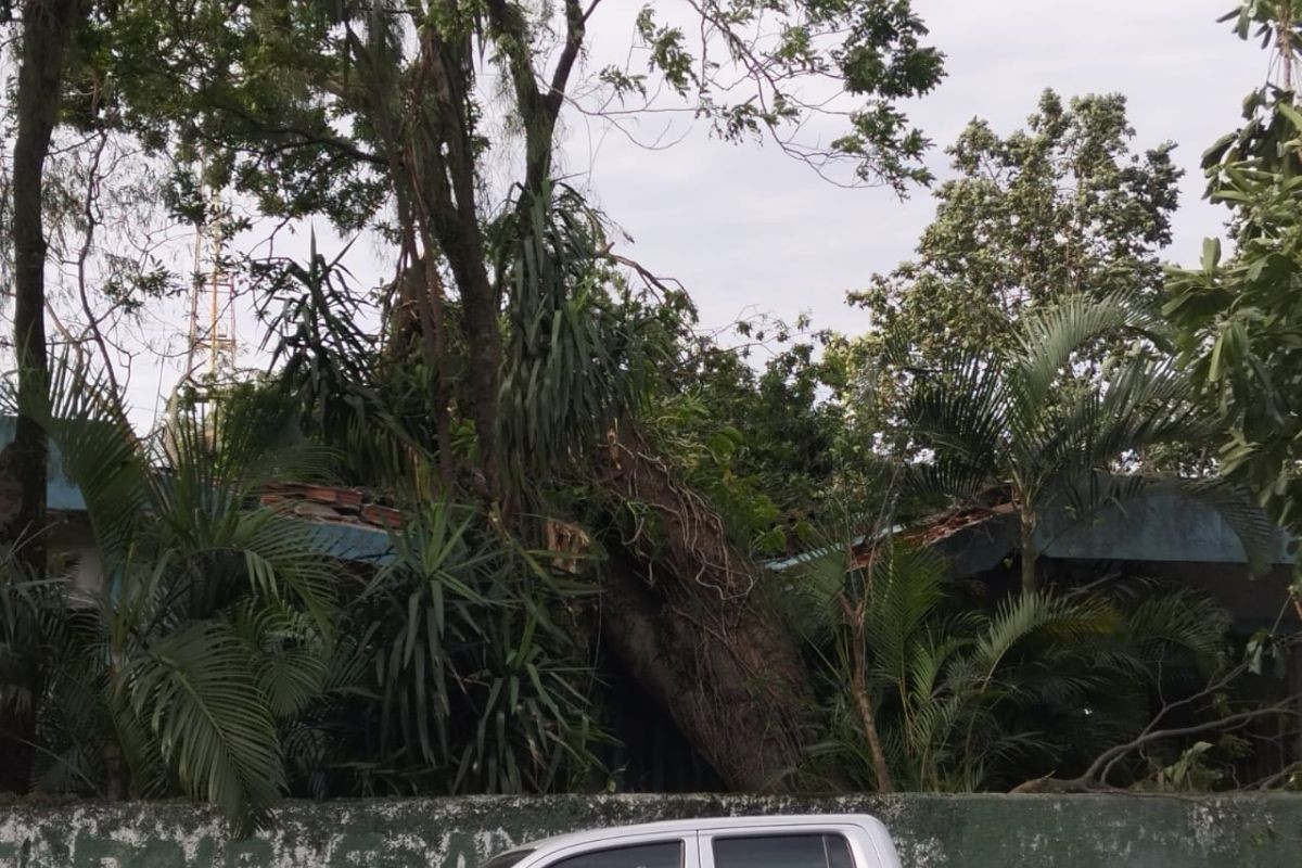 Mulher é atacada por enxame de abelhas após queda de árvore com colmeia em SP