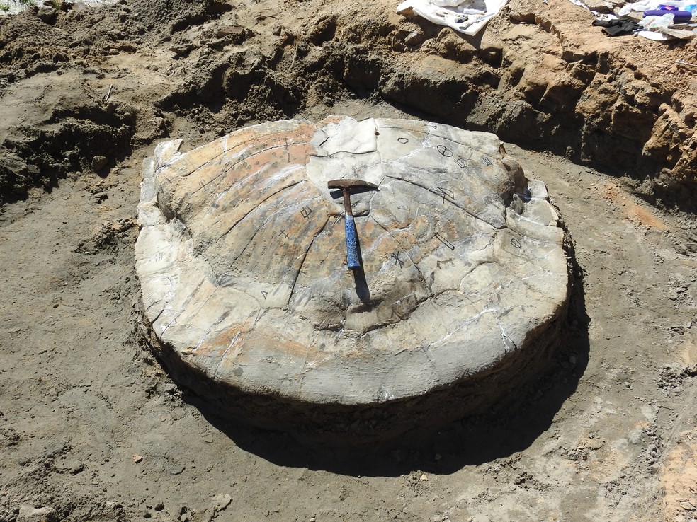 Fóssil ficará no laboratório de paleontologia da Ufac para estudos — Foto: Professor Edson Guilherme