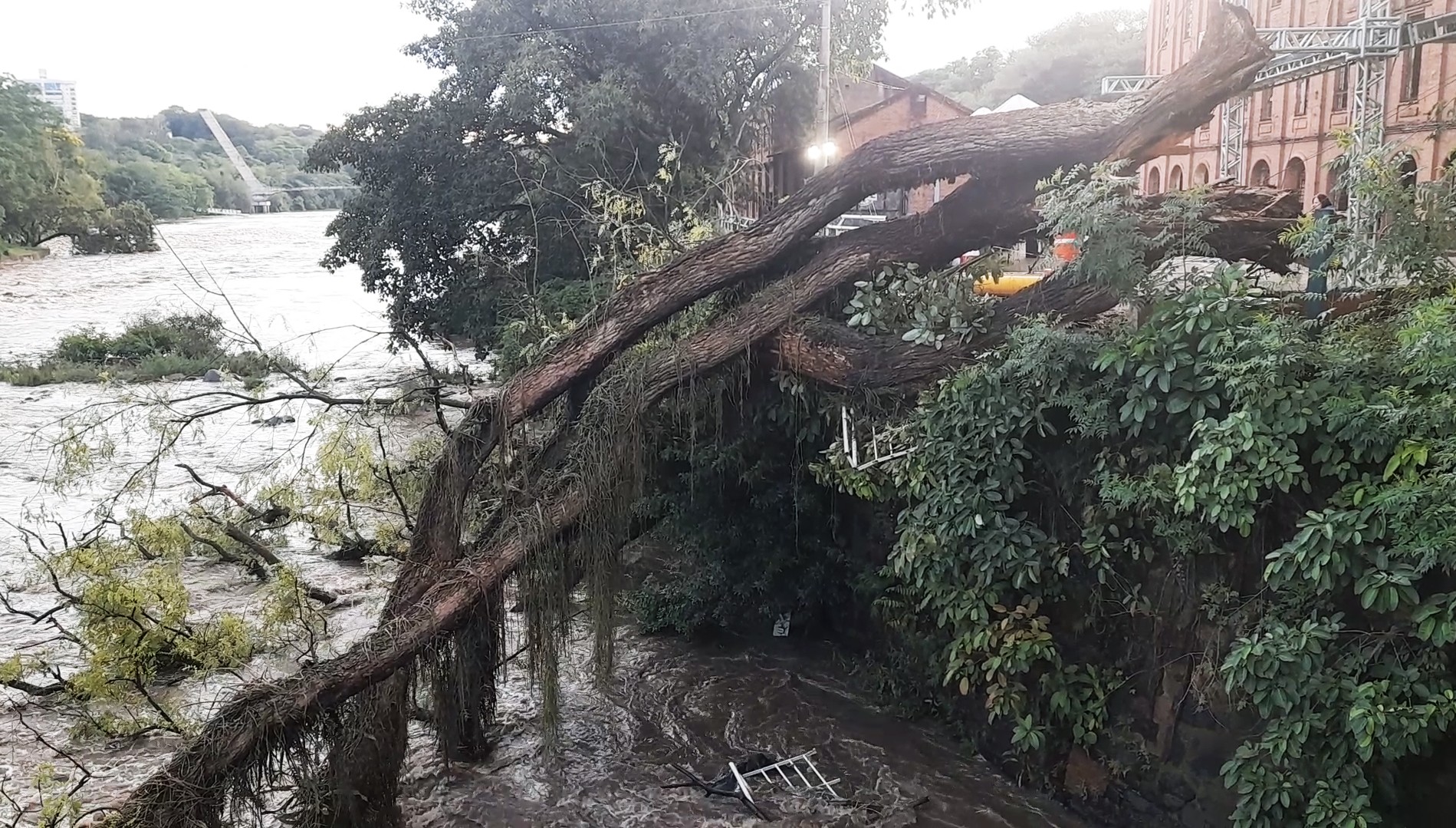 Piracicaba registra sete quedas de árvores no final de semana