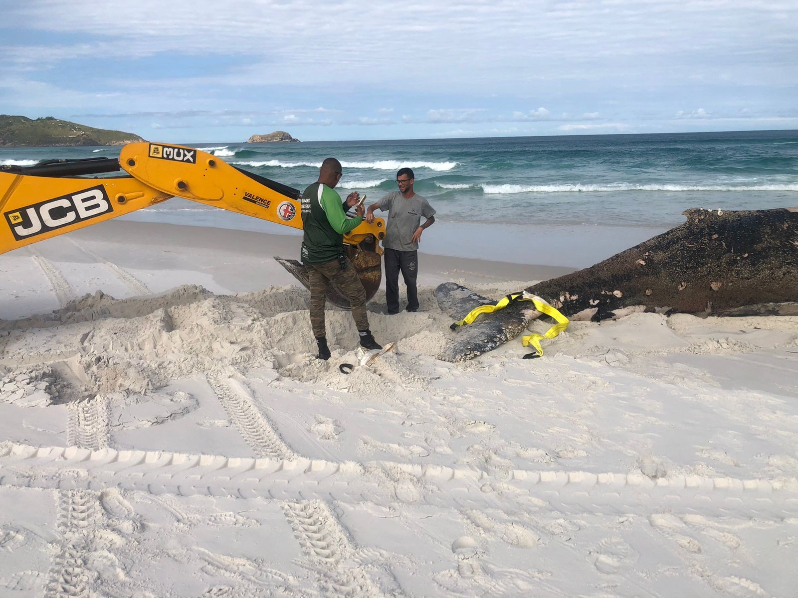 Baleia-jubarte encontrada morta é enterrada após operação de manejo em Arraial do Cabo