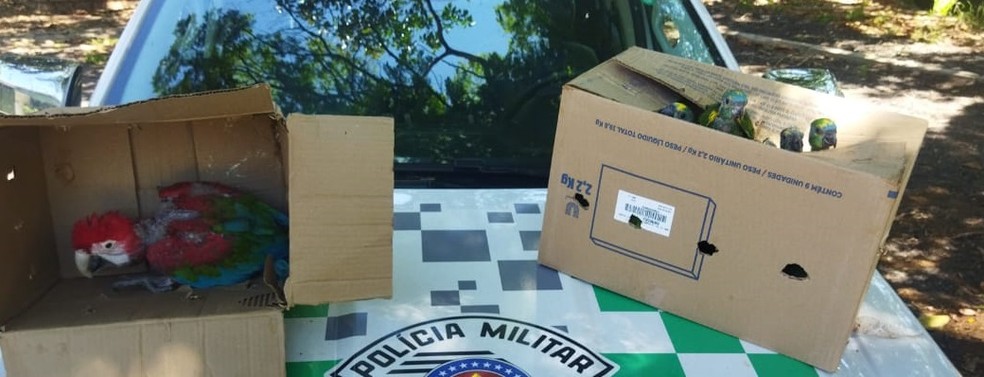 Filhotes de aves silvestres mantidos em cativeiros são apreendidos, em Teodoro Sampaio (SP) — Foto: Polícia Ambiental