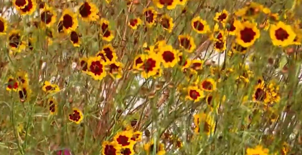 captura de tela 409