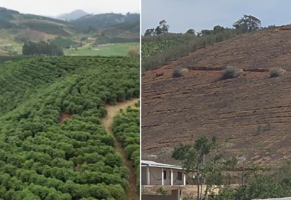Produtores de café perderam até 100% do cafezal no temporal do fim de setembro — Foto: Reprodução Inter TV
