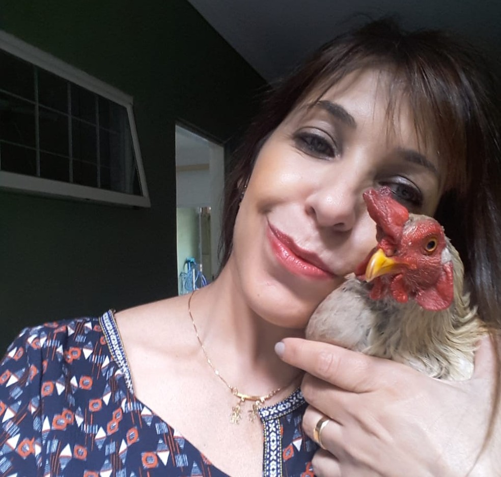 Cabeleireira adota galo como animal de estimação em Sorocaba: 'Membro da  família', Mundo Pet