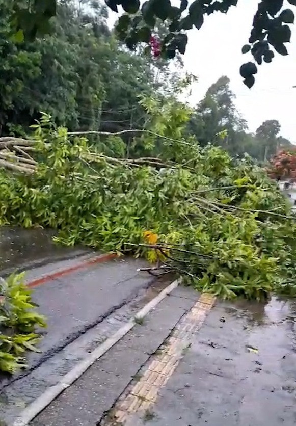 Temporal atinge Grande Belém pelo segundo dia seguido e provoca alagamentos, queda de árvore e destelhamento; VÍDEO