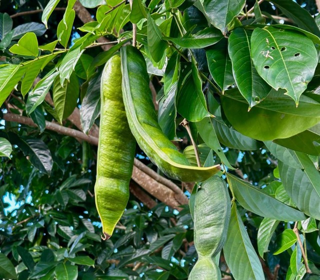 Algodão-doce da Amazônia: Conheça a origem do ingá-açu e seus benefícios para a saúde