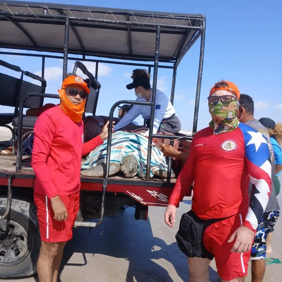 Tartaruga-verde encontrada em Atins, na região dos Lençóis Maranhenses — Foto: Divulgação/Corpo de Bombeiros