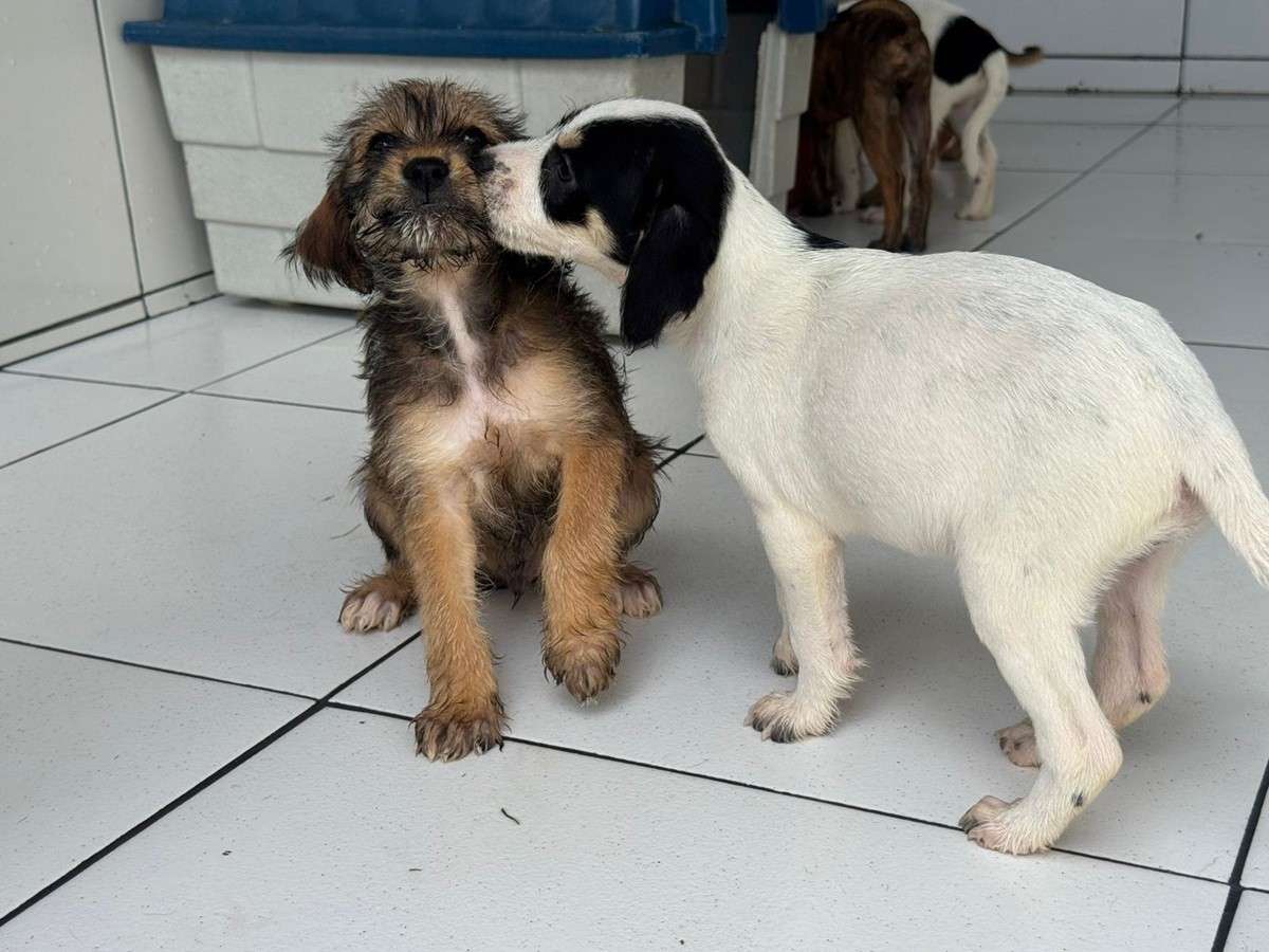 Cabo Frio realiza nova edição da feira de adoção de animais neste sábado