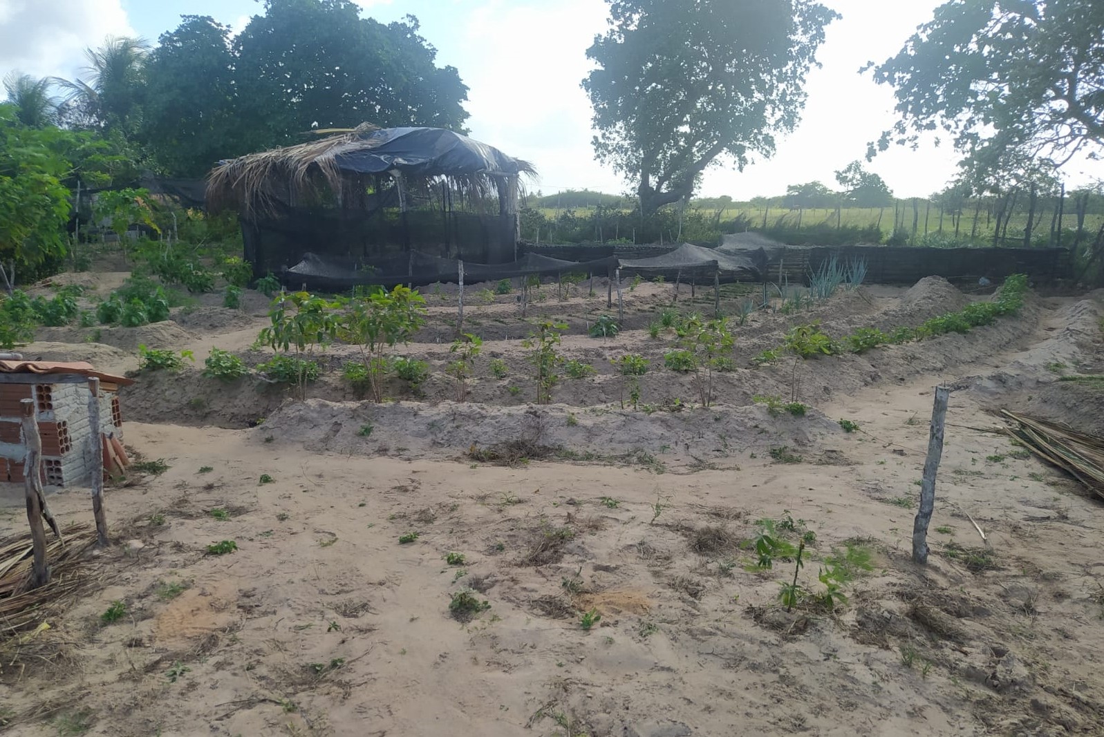 MPF denuncia produtor rural por queimadas e desmatamentos ilegais perto de aldeia indígena na Grande Natal