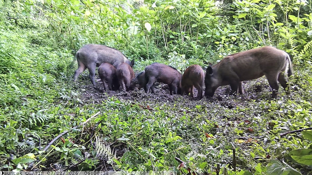 Javali no Parque Nacional do Itatiaia: Entenda por que ele é considerado uma espécie invasora