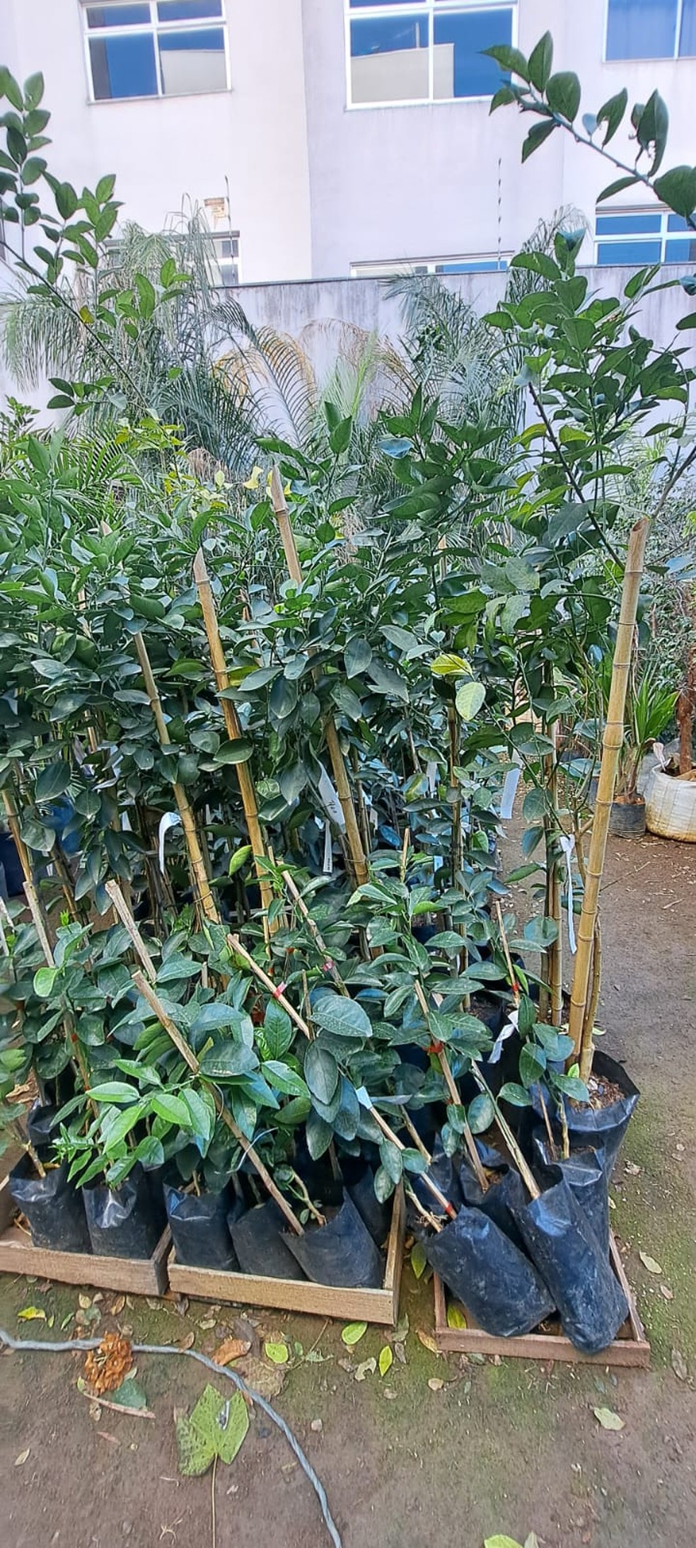Plantas furtadas foram encontradas na floricultura do empresário — Foto: Polícia Militar/Divulgação