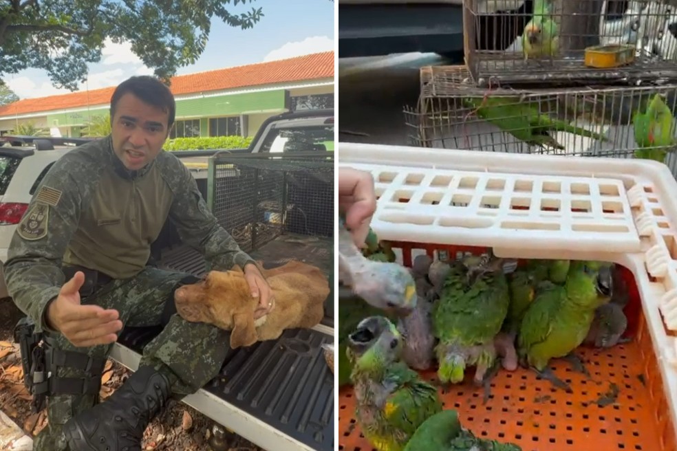 Nas redes sociais, capitão divulga ocorrências para conscientizar a população sobre o bem-estar animal — Foto: Reprodução/Júlio Cacciari