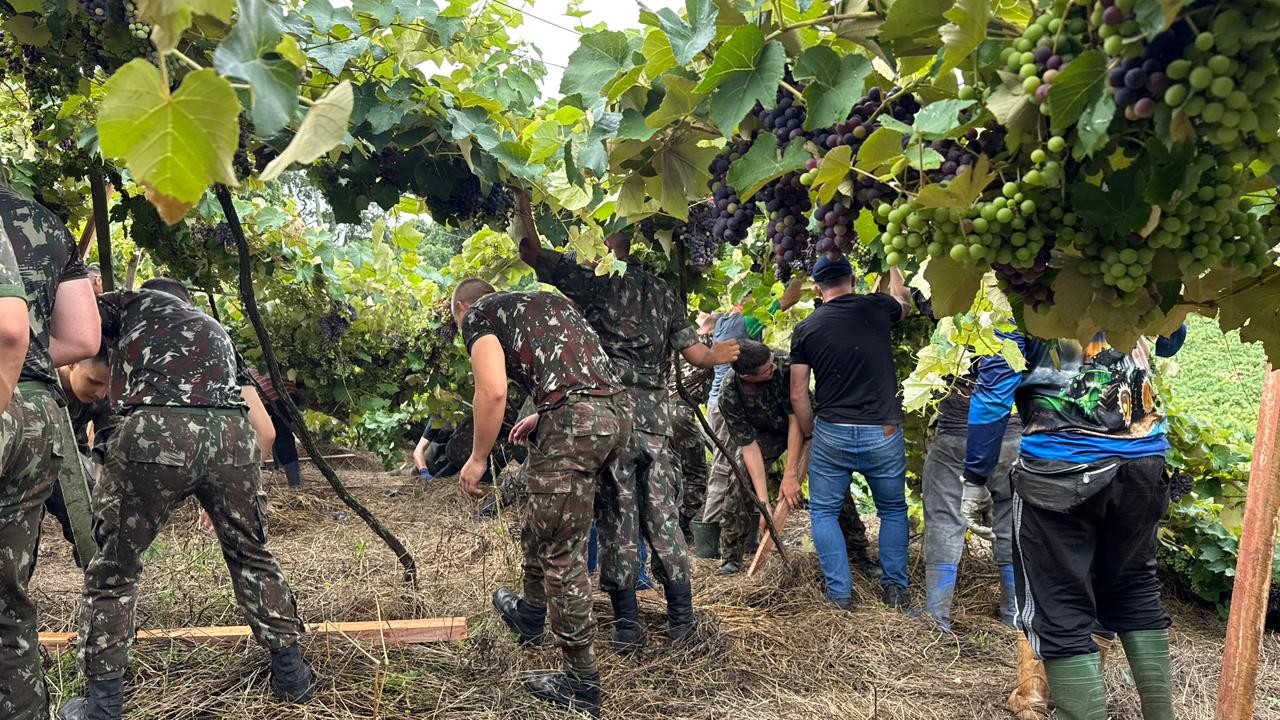 Militares do Exército e voluntários fazem mutirão para reerguer parreirais após temporais na Serra Gaúcha; VÍDEO