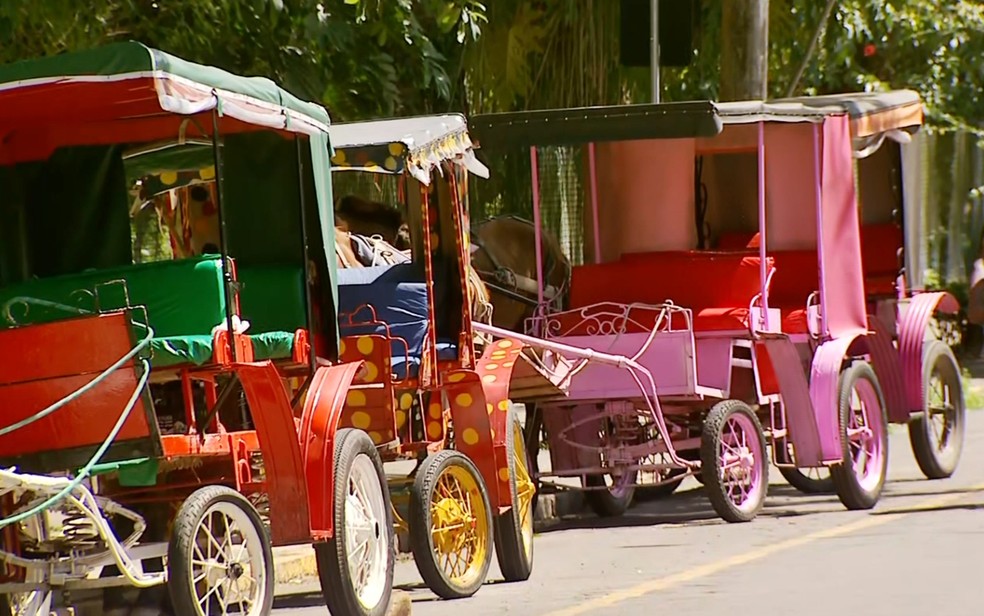 Fiscalização encontra sinais de maus-tratos em animais que fazem o transporte turístico de charretes em Caxambu — Foto: Reprodução EPTV