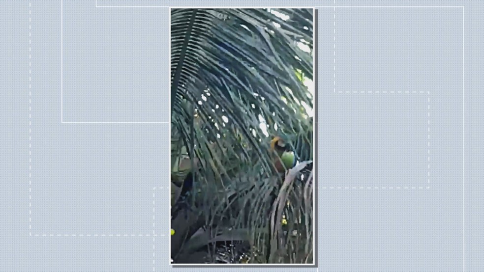 Arara &eacute; flagrada bebendo &aacute;gua de coco no Lago Sul, no DF. &mdash; Foto: TV Globo