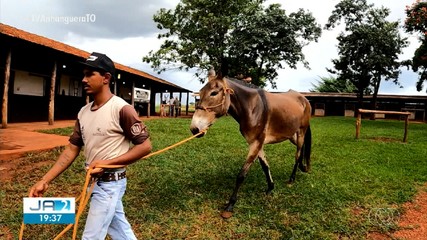 Confira dos destaques e receita especial no Jornal do Campo de domingo (23)