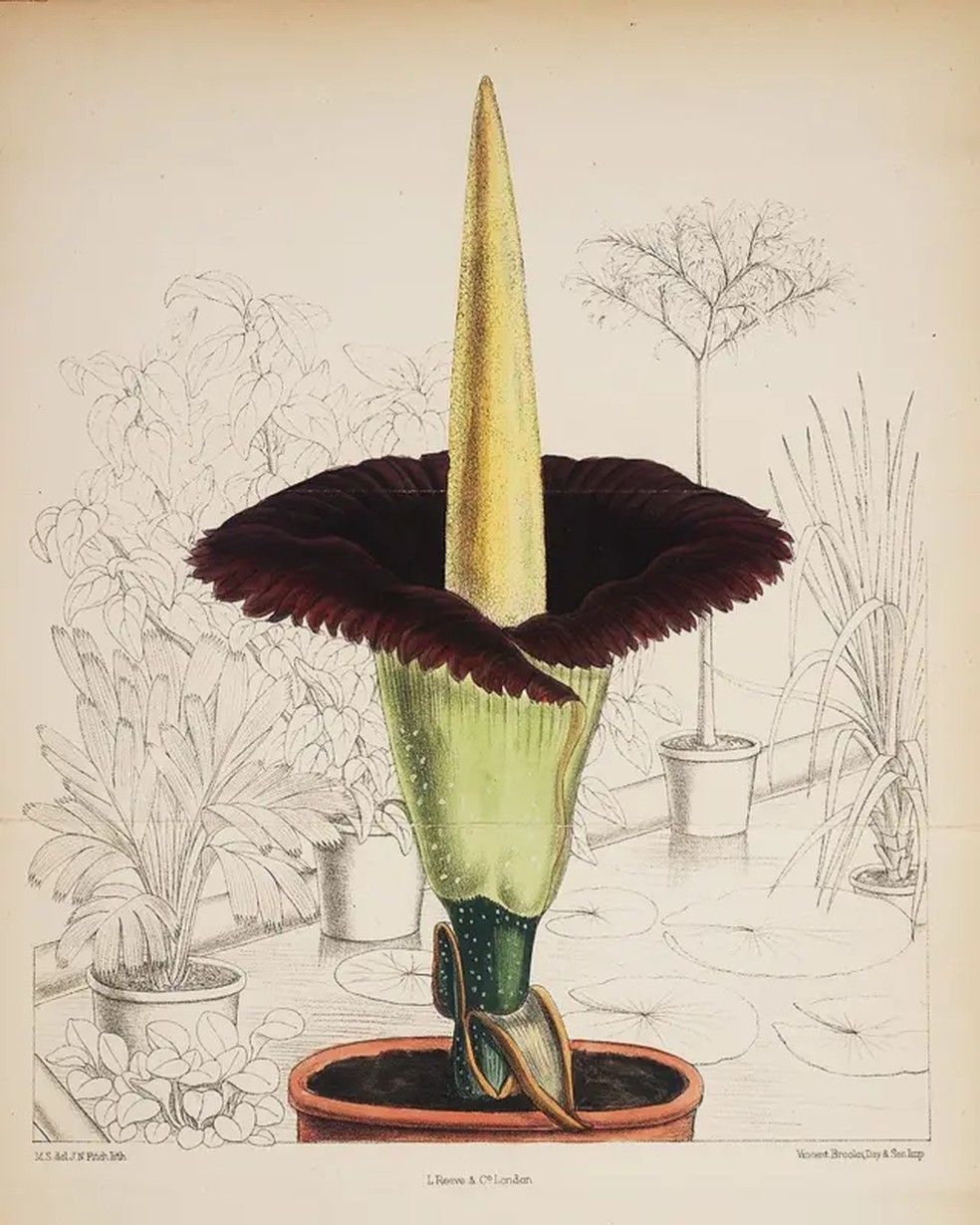 Desenho da flor-cadáver, natural da ilha de Sumatra, na Indonésia — Foto: Linda Hall Library via BBC