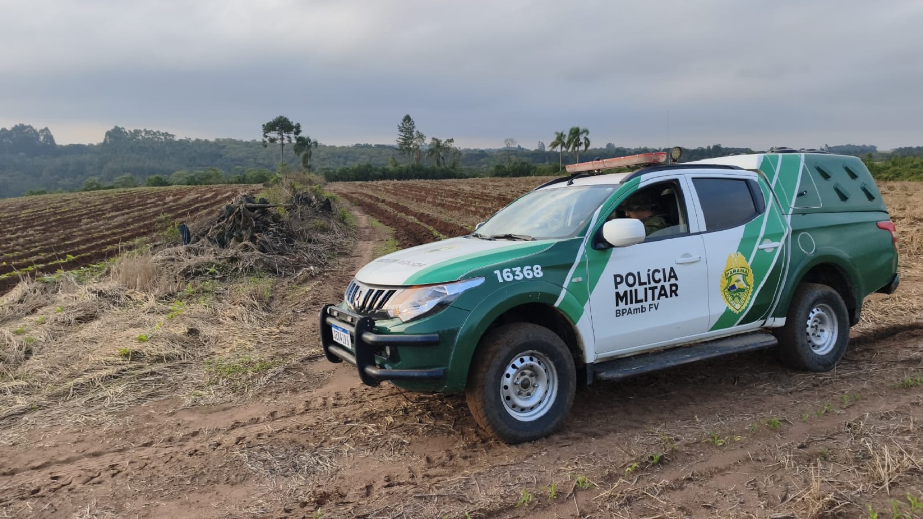Fazendeiro é multado em R$ 84 mil por destruir floresta nativa para abrir espaço para plantação, no Paraná