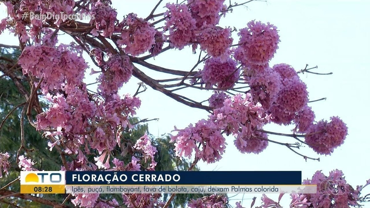 Ipês-rosa florescem antes e encantam moradores de BH - Gerais - Estado de  Minas
