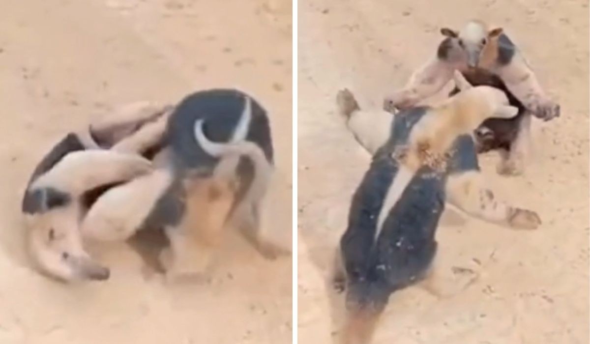 ‘UFC’ de tamanduás-mirins chama a atenção nas redes sociais; VÍDEO