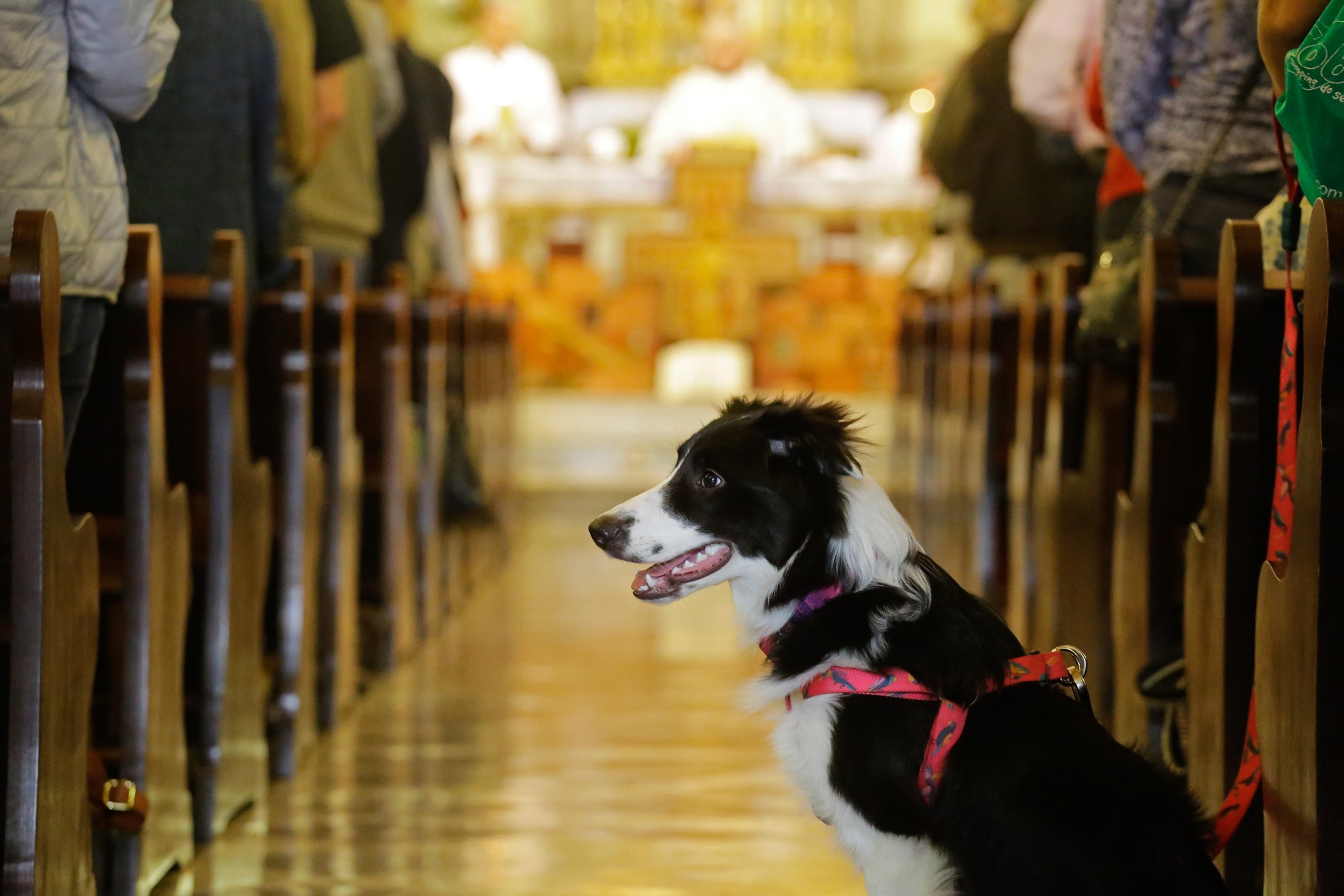 Santuário Nacional de Aparecida permite animais? Confira as regras para levar cães e gatos na Basílica