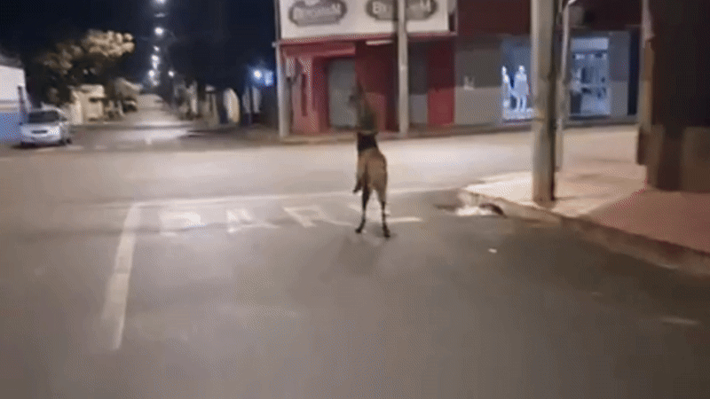 'Parece assombração': lobo-guará corre pelas ruas de pequena cidade mineira durante a madrugada e intriga militares