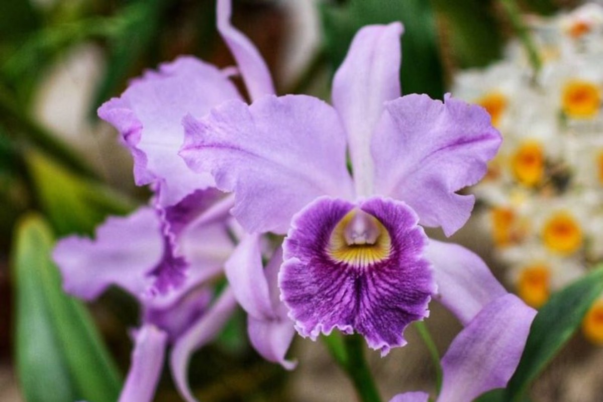 Festival de Orquídeas reúne mais de 4 mil espécies em Guarujá, SP; confira a programação 